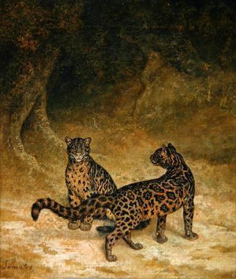 [Agasse - Clouded Leopards] 