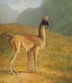 [Guanaco]