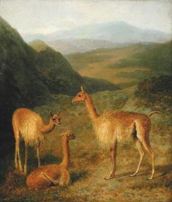 [Agasse - Vicunas] 