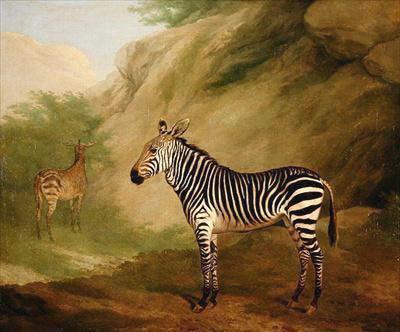 [Agasse - Zebra] 