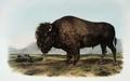[American Bison or Buffalo]