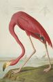 [American Flamingo]