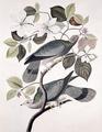 [Band Tailed Pigeons]