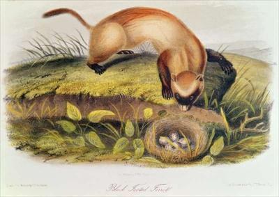[Audubon - Black-Footed Ferret] 