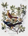 [Boat Tailed Grackle]