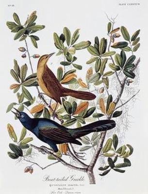 [Audubon - Boat Tailed Grackle] 