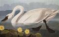 [Common American Swan]