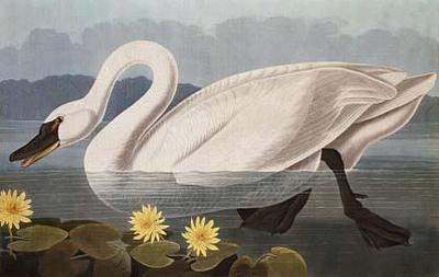 [Audubon - Common American Swan] 