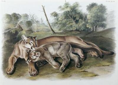 [Audubon - The Cougar] 