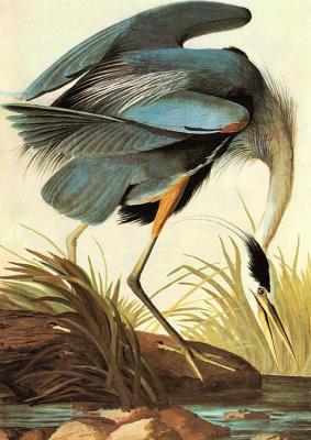 [Audubon - Great Blue Heron] 