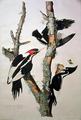[Ivory-Billed Woodpecker]