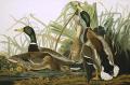 [Mallard Duck]