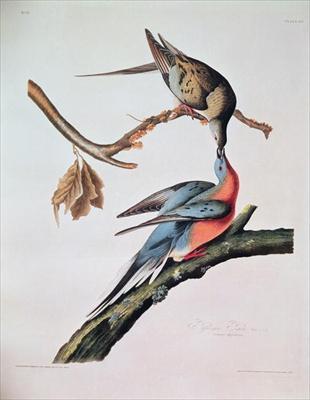 [Audubon - Passenger Pigeon] 