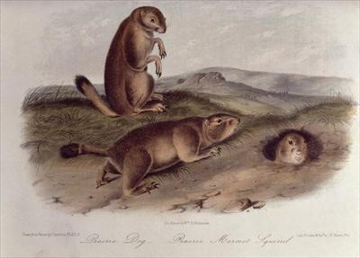 [Audubon - Prairie Dog] 