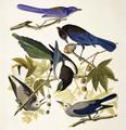 [Ravens, Magpies, Jays]