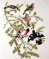 [Rose-Breasted Grosbeak]