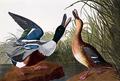 [Shoveller Ducks]