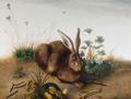 [Snowshoe Hare]