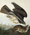 [Swainson's Hawk]