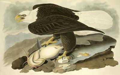 [Audubon - White Headed Eagle, aka Bald Eagle] 