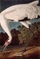 [Whooping Crane]