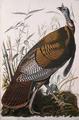 [Wild Turkey]