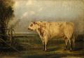 [A Young Bull]