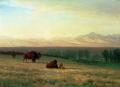 [Buffalo on the Plains]