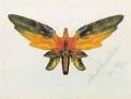 [Butterfly]