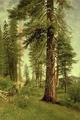 [Californian Redwoods]