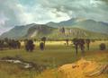[Moat Mountain, Intervale]