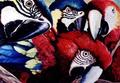 [Curious Parrots]
