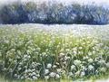 [Elderflower]