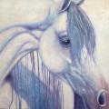 [White Arab Horse with Blue Eyes]