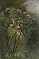 [Rose Bush in Flower]