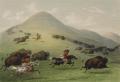 [The Buffalo Hunt]
