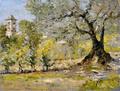 [Olive Trees In Florence]