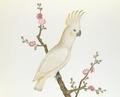 [Lesser Lemon Crested Cockatoo]