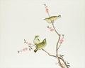 [White-Eye Bird]