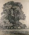 [Elm Trees in Old Hall Park, East Bergholt]