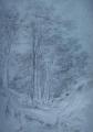 [Study of Ash and Other Trees]