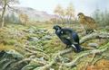 [Black Grouse on a Moor]