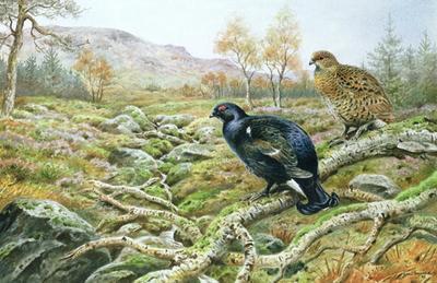 [Donner - Black Grouse on a Moor] 