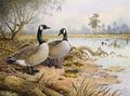 [Canada Geese]