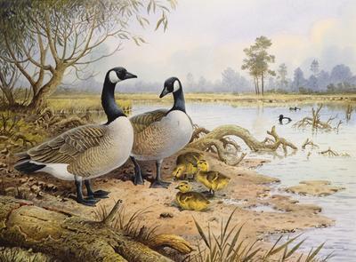 [Donner - Canada Geese] 