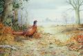 [Cock Pheasant]