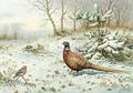 [Cock Pheasant and Chaffinch]