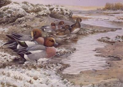 [Donner - Daybreak on the Washes, Wigeon] 