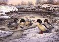 [Goosanders]