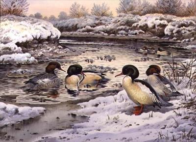 [Donner - Goosanders] 